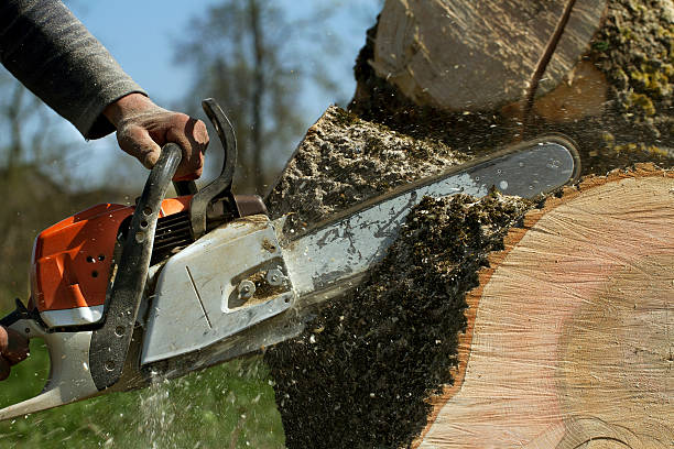 How Our Tree Care Process Works  in  Wabasso Beach, FL